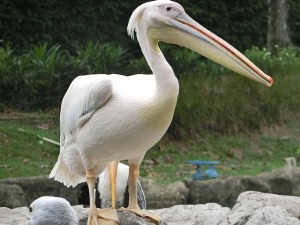 pelican-2439432_640